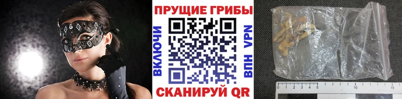 Псилоцибиновые грибы Psilocybe  Купить где  Горячий Ключ 